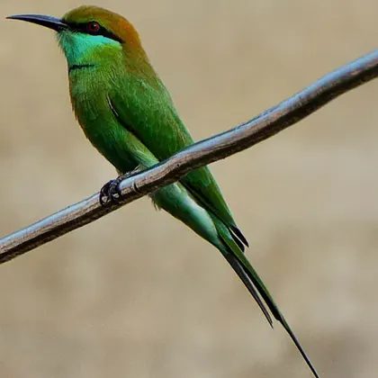 Green bee-eater perched on a wire