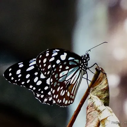 Butterfly resting on a dry leaf