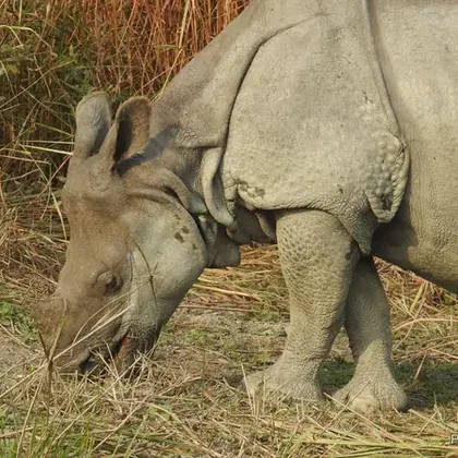 One-horned rhino grazing
